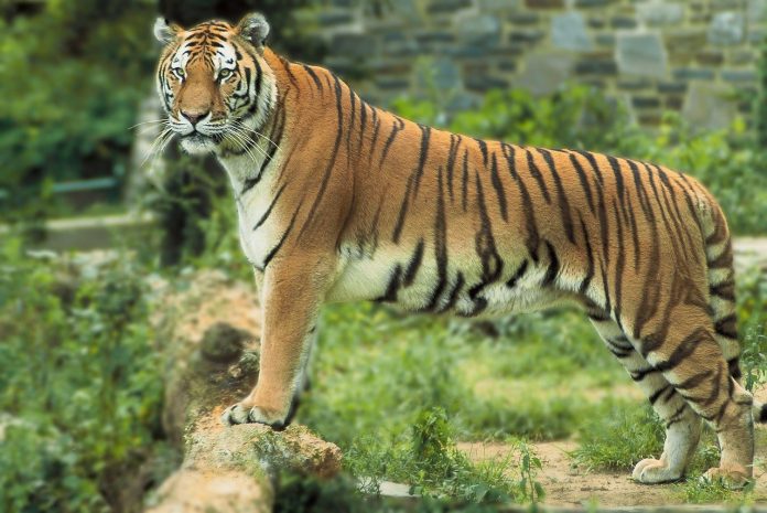 12 year boy adopt Bengal Tiger on his Birthday