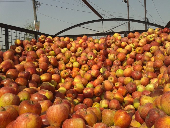 Kashmiri Apples कश्मीरी सेब