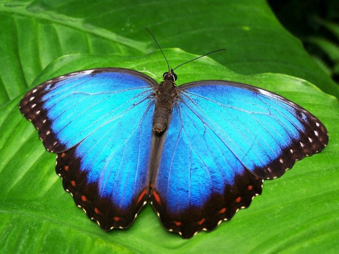 New butterfly species found in rajasthan