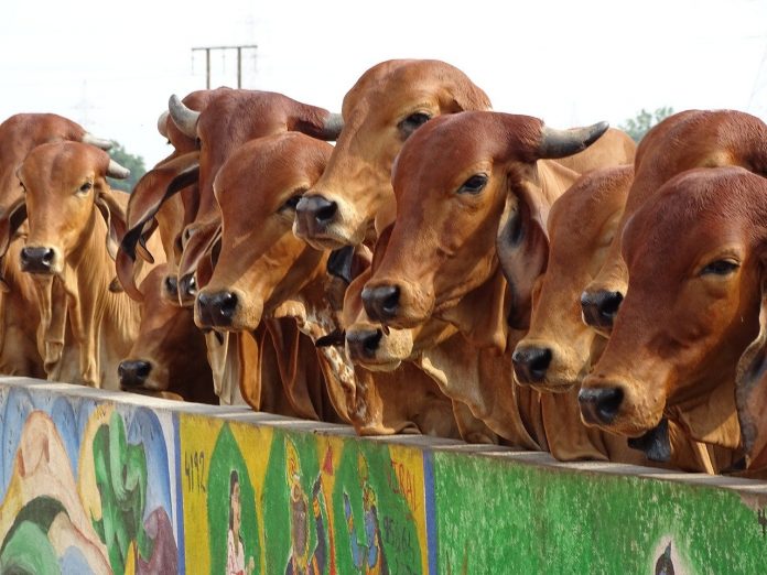 cow protection गौ-संरक्षण