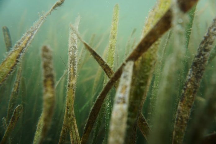 Mediterranean Self Cloning Seagrass - Oldest Living Thing