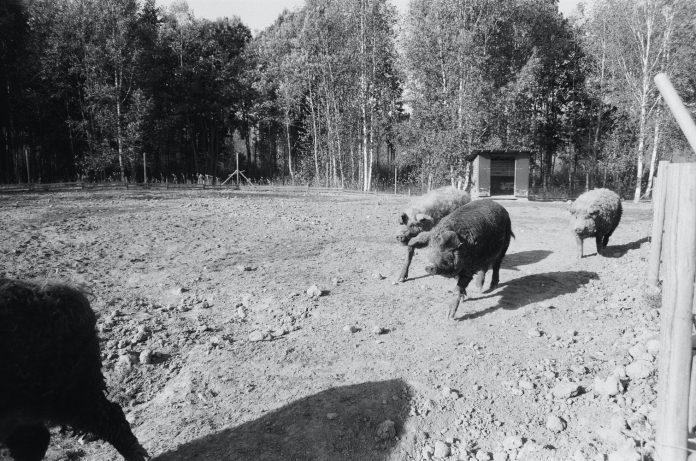 Cambatherium कैम्बेथेरियम