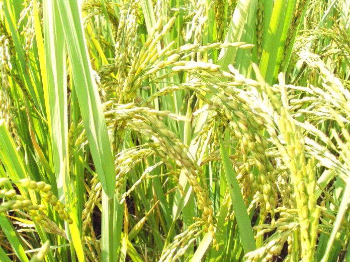 धान खरीद paddy crops