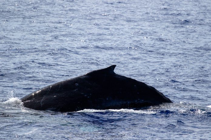Report on humpback whales
