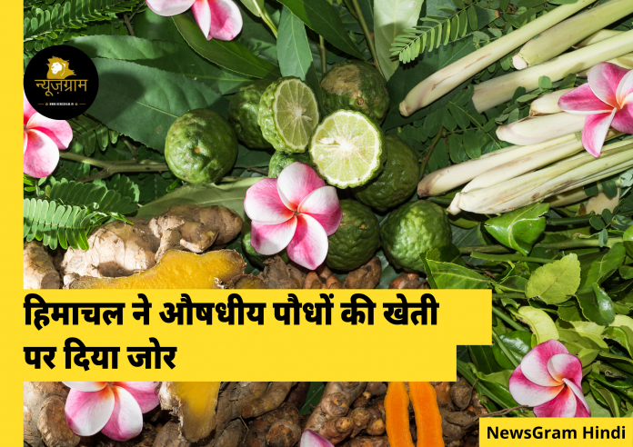 Himachal emphasizes on cultivation of medicinal plants
